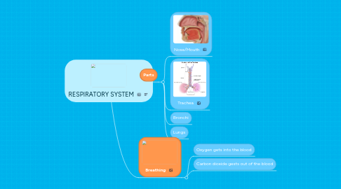 Mind Map: RESPIRATORY SYSTEM