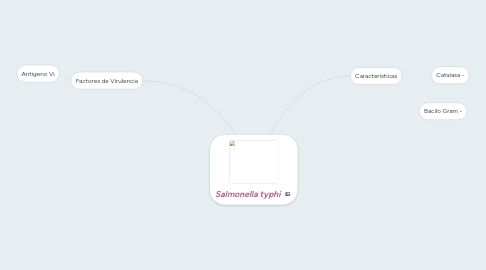 Mind Map: Salmonella typhi