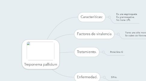 Mind Map: Treponema pallidum