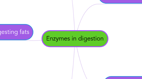 Mind Map: Enzymes in digestion