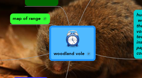Mind Map: woodland vole