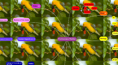Mind Map: Prothonotary Warbler
