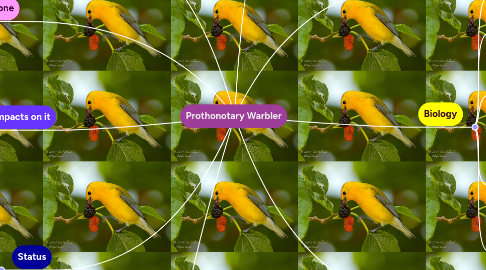 Mind Map: Prothonotary Warbler