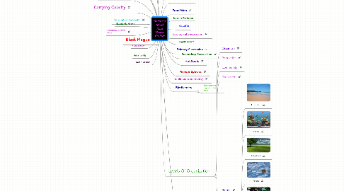 Mind Map: Selena's Mind Map Voacb Project