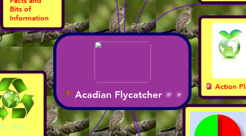 Mind Map: Acadian Flycatcher