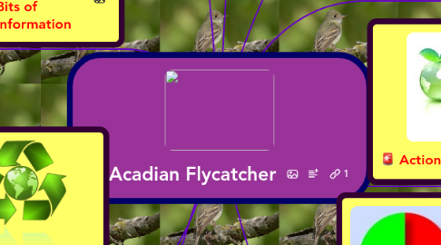 Mind Map: Acadian Flycatcher