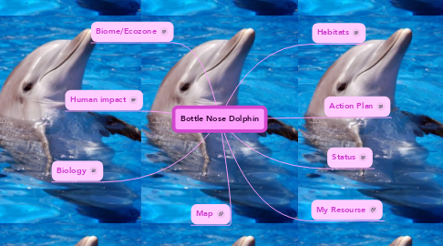 Mind Map: Bottle Nose Dolphin