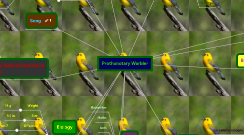 Mind Map: Prothonotary Warbler