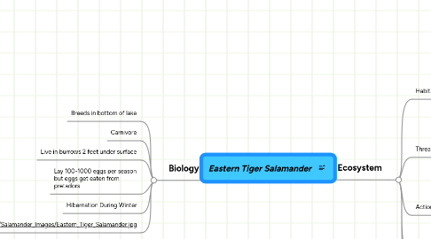 Mind Map: Eastern Tiger Salamander