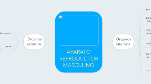 Mind Map: APARATO REPRODUCTOR MASCULINO