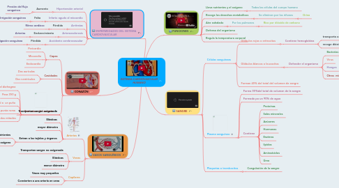 Mind Map: SISTEMA CARDIOVASCULAR HUMANO