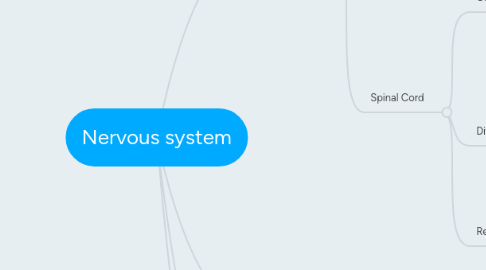 Mind Map: Nervous system