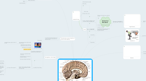 Mind Map: Brain Structures
