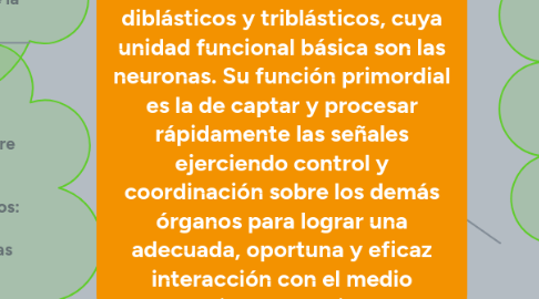 Mind Map: El sistema nervioso es el conjunto de órganos y estructuras, formadas por tejido nervioso de origen ectodérmico3 4 5 en animales diblásticos y triblásticos, cuya unidad funcional básica son las neuronas. Su función primordial es la de captar y procesar rápidamente las señales ejerciendo control y coordinación sobre los demás órganos para lograr una adecuada, oportuna y eficaz interacción con el medio ambiente cambiante