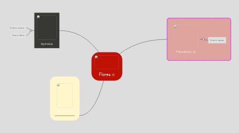 Mind Map: Flores