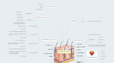 Mind Map: SENTIDO DEL TACTO