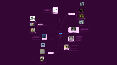 Mind Map: Eagles