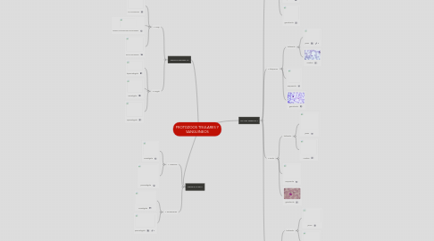 Mind Map: PROTOZOOS TISULARES Y SANGUINEOS