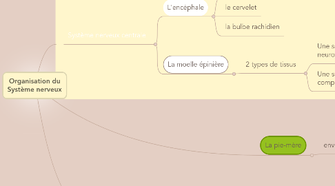 Mind Map: Organisation du Système nerveux