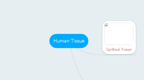 Mind Map: Human Tissue