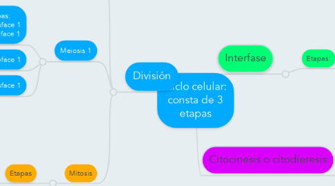 Mind Map: Ciclo celular: consta de 3 etapas