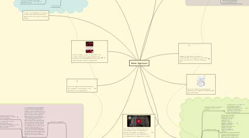 Mind Map: Human Aggression