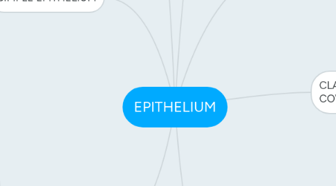 Mind Map: EPITHELIUM