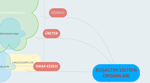 Mind Map: BOŞALTIM SİSTEMİ ORGANLARI