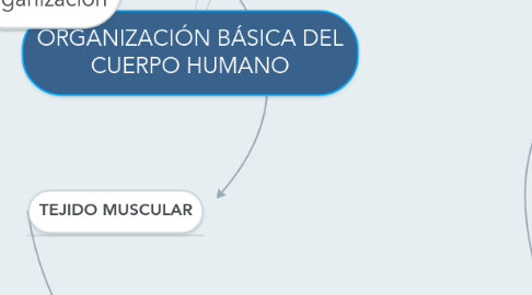 Mind Map: ORGANIZACIÓN BÁSICA DEL CUERPO HUMANO