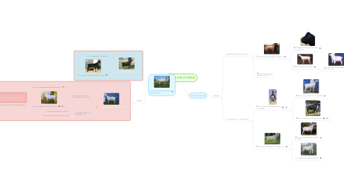 Mind Map: TERRA MIA B-FRIEDA