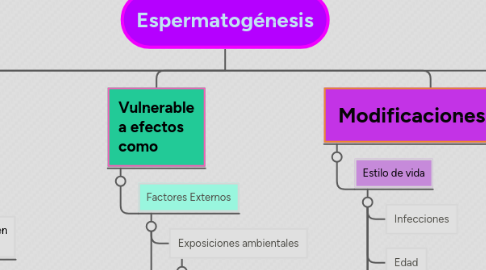 Mind Map: Espermatogénesis