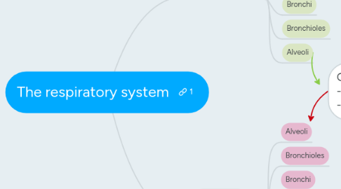 Mind Map: The respiratory system