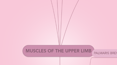 Mind Map: MUSCLES OF THE UPPER LIMB