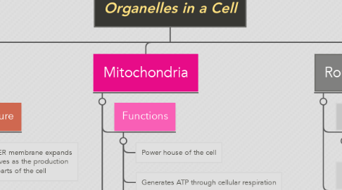Mind Map: Organelles in a Cell