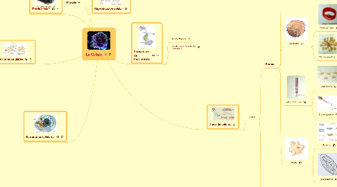 Mind Map: La Célula