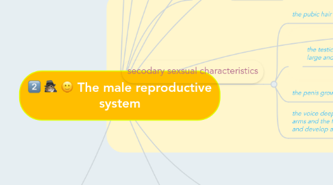 Mind Map: The male reproductive system
