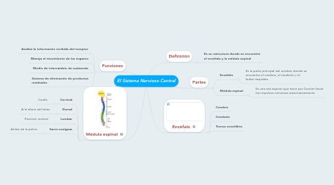 Mind Map: El Sistema Nervioso Central