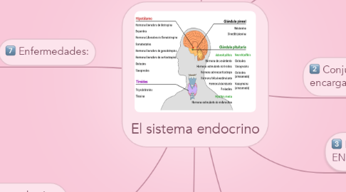 Mind Map: El sistema endocrino