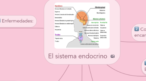 Mind Map: El sistema endocrino