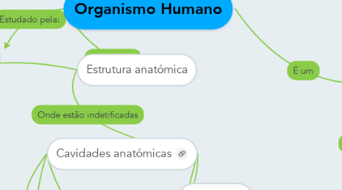 Mind Map: Organismo Humano