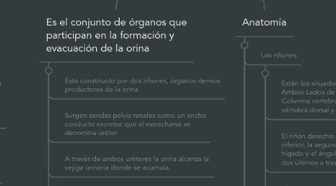 Mind Map: Unidad 5: Sistema Urinario