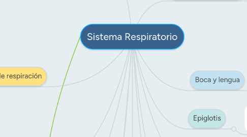 Mind Map: Sistema Respiratorio