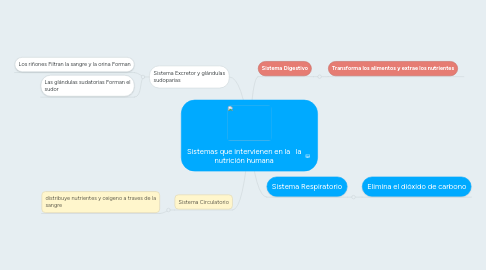 Mind Map: Sistemas que intervienen en la   la nutrición humana