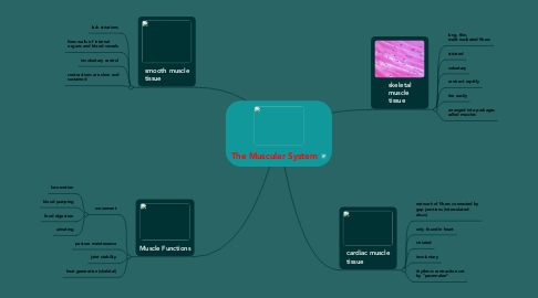 Mind Map: The Muscular System