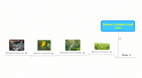 Mind Map: Brianna Covaleski's food chain