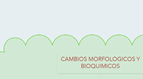 Mind Map: CAMBIOS MORFOLOGICOS Y BIOQUIMICOS