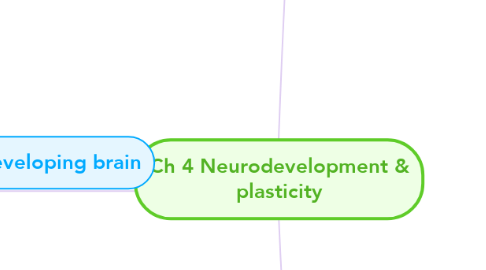 Mind Map: Ch 4 Neurodevelopment & plasticity