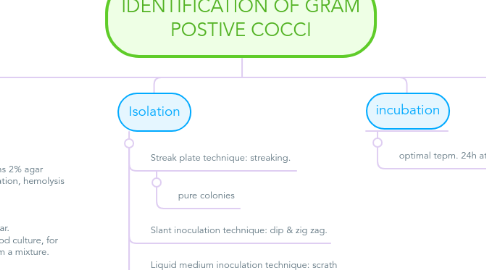 Mind Map: IDENTIFICATION OF GRAM POSTIVE COCCI