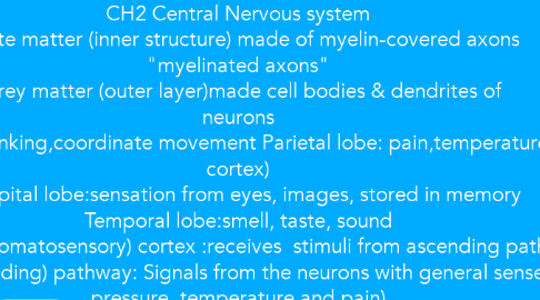 Mind Map: CH2 Central Nervous system •white matter (inner structure) made of myelin-covered axons "myelinated axons" •grey matter (outer layer)made cell bodies & dendrites of neurons Frontal lobe: thinking,coordinate movement Parietal lobe: pain,temperature(sensory cortex) Occipital lobe:sensation from eyes, images, stored in memory Temporal lobe:smell, taste, sound 1. sensory (somatosensory) cortex :receives  stimuli from ascending pathway  •Sensory (ascending) pathway: Signals from the neurons with general senses (touch, pressure, temperature and pain) 2. CNS interprets:  integrates sensory information  3.Motor cortex: sends messages via motor neurons to skeletal muscles (target effectors)