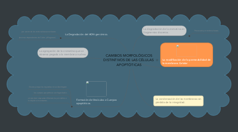 Mind Map: CAMBIOS MORFOLÓGICOS DISTINTIVOS DE LAS CÉLULAS  APOPTÓTICAS